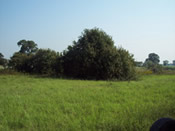 Dallas land clearing