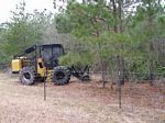 Mulching pines & yaupon