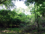 Before - No costly debris haul-off and unsafe site burns