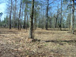 After - Environmentally friendly method of land clearing