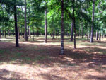After - Ultimately enhances aesthetic appearance of the land