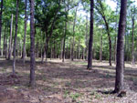 After - Smart alternative to conventional land clearing