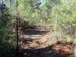 Before - Roots of wanted trees are left untouched & unharmed