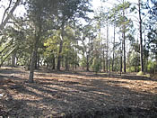 Huntsville land clearing