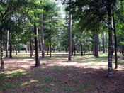 Houston stump grinding