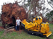 stump removal